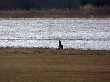 Novoroční pochod 2016 1.1.2016